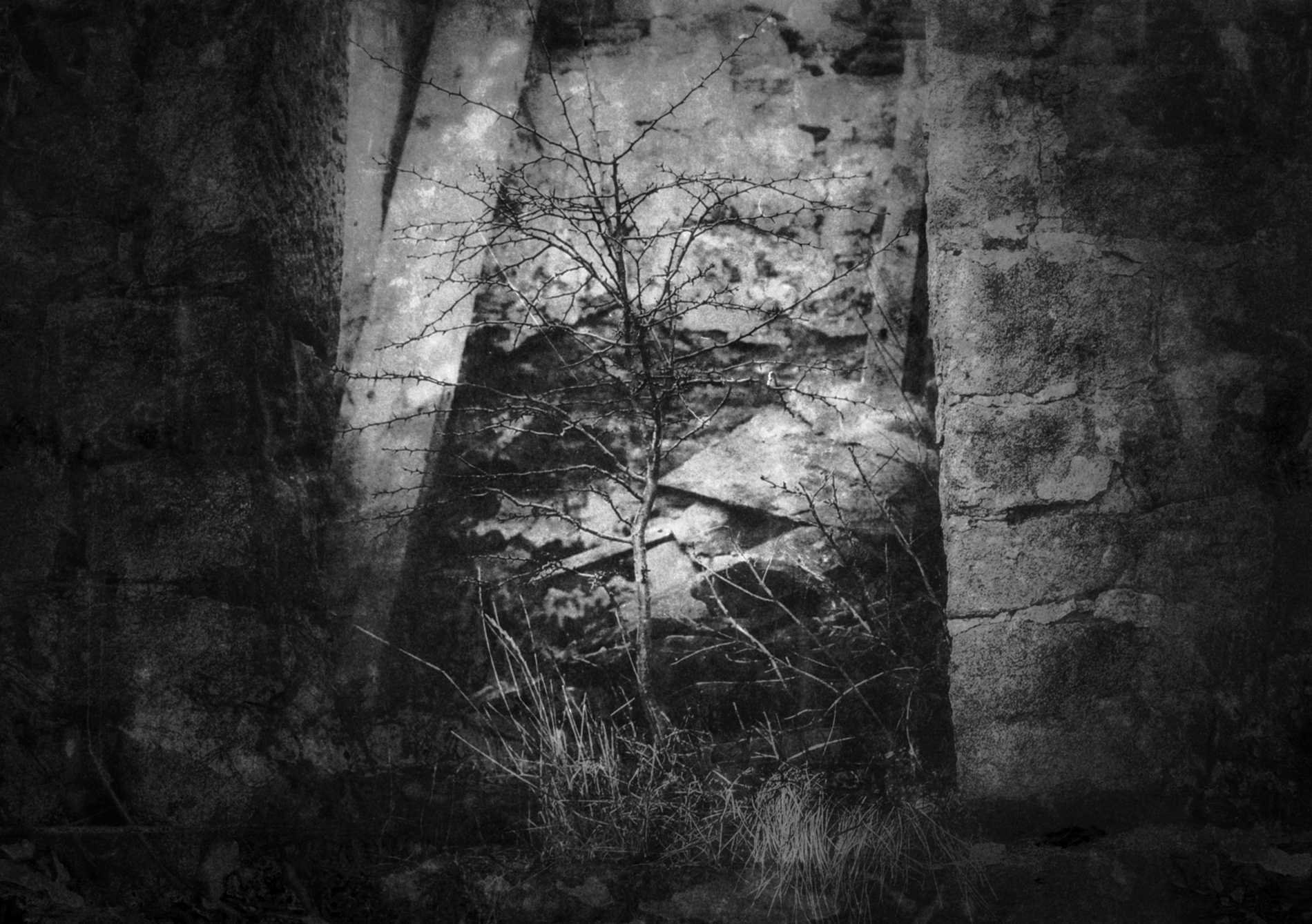 yorkshire-nature-bnw-urban-photography-tree-01