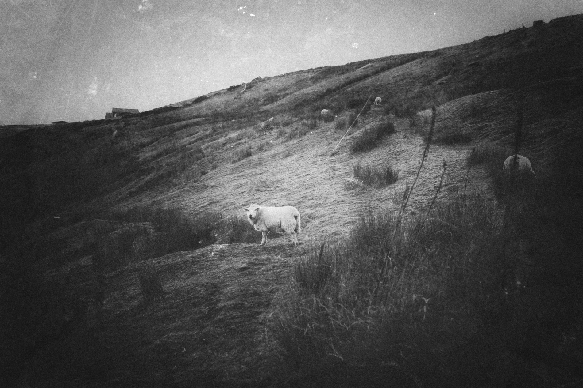yorkshire-sheep-rural-photography-01