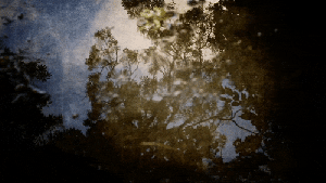 amazing-nature-reflections-awakening