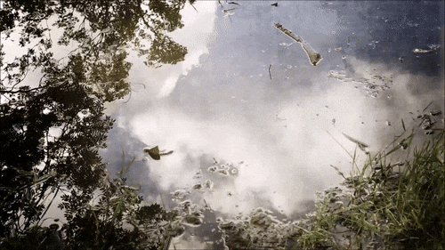 amazing-nature-reflections-hyde-park-leeds